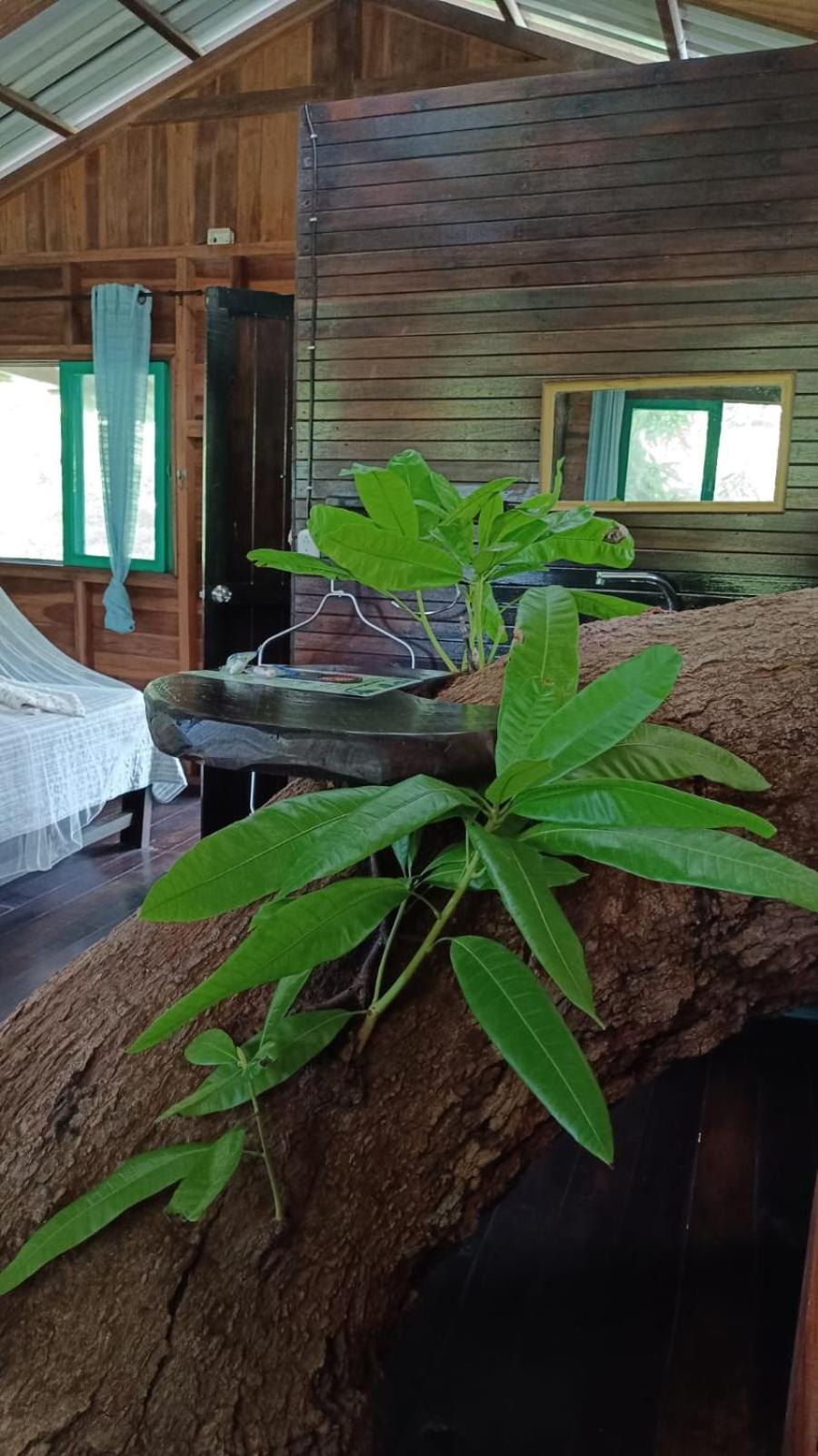 Playa Grande Lodge & Tree House กาอุยตา ภายนอก รูปภาพ