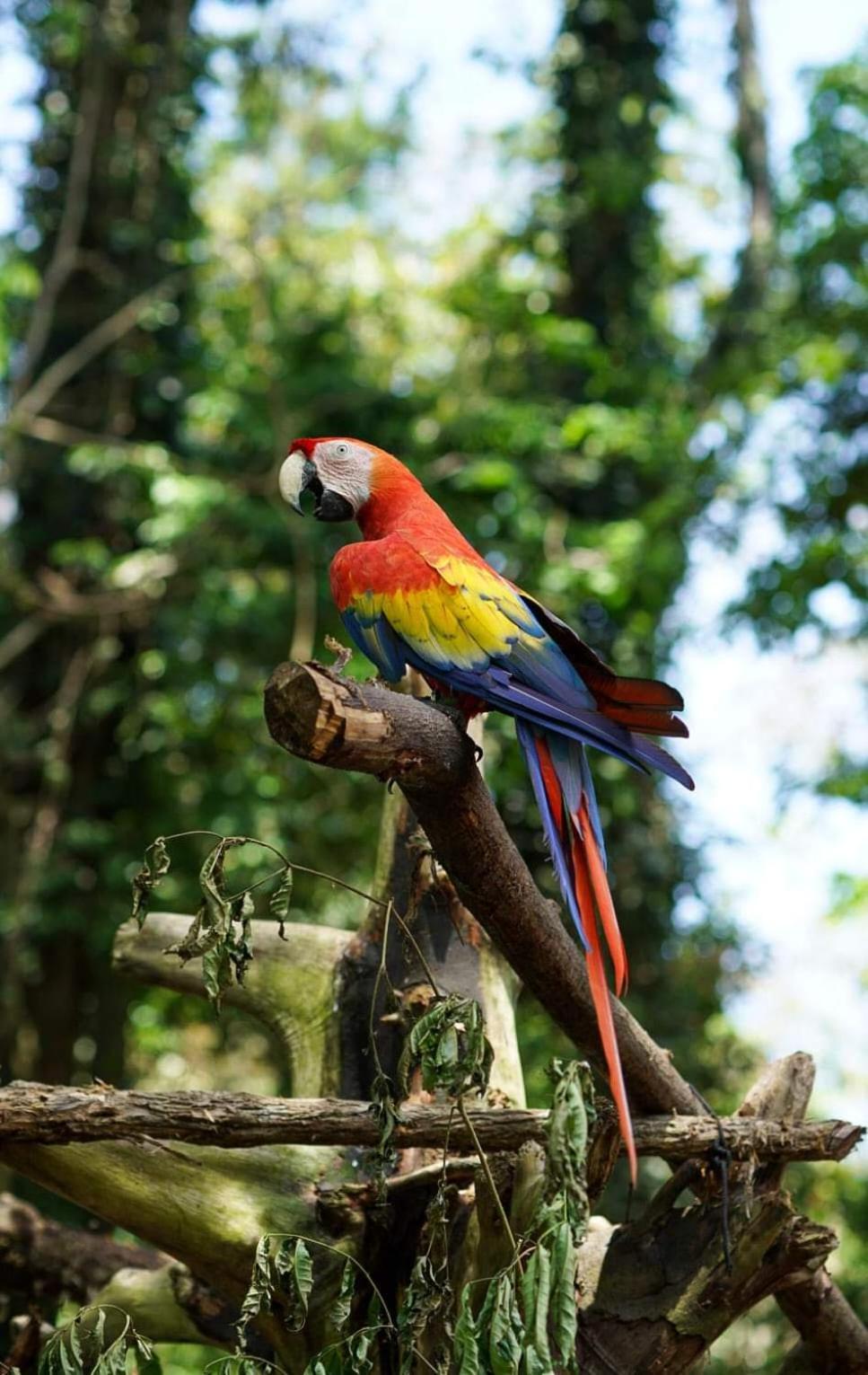 Playa Grande Lodge & Tree House กาอุยตา ภายนอก รูปภาพ