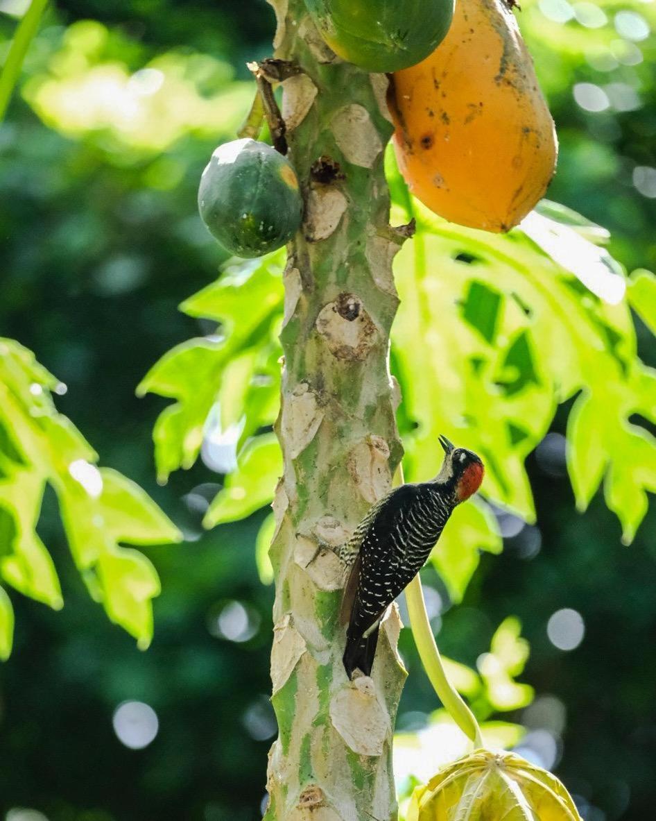 Playa Grande Lodge & Tree House กาอุยตา ภายนอก รูปภาพ